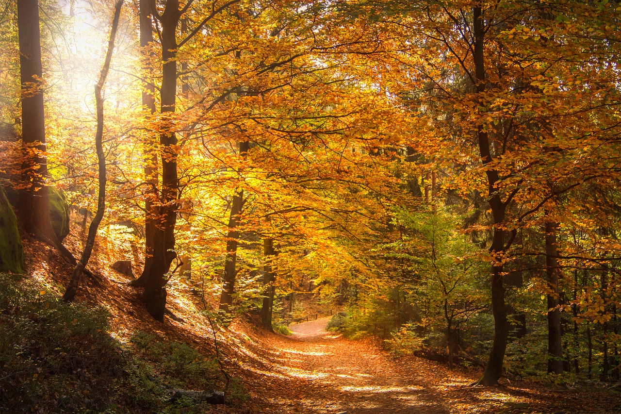 Autumnal forest path with sunlight